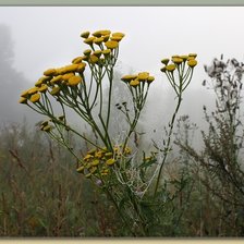Схема вышивки «Утро туманное»