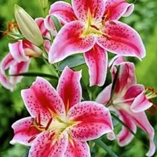 Схема вышивки «Лилии»