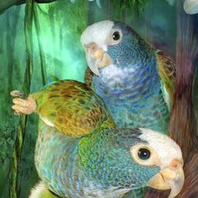 Схема вышивки «Попугаи»