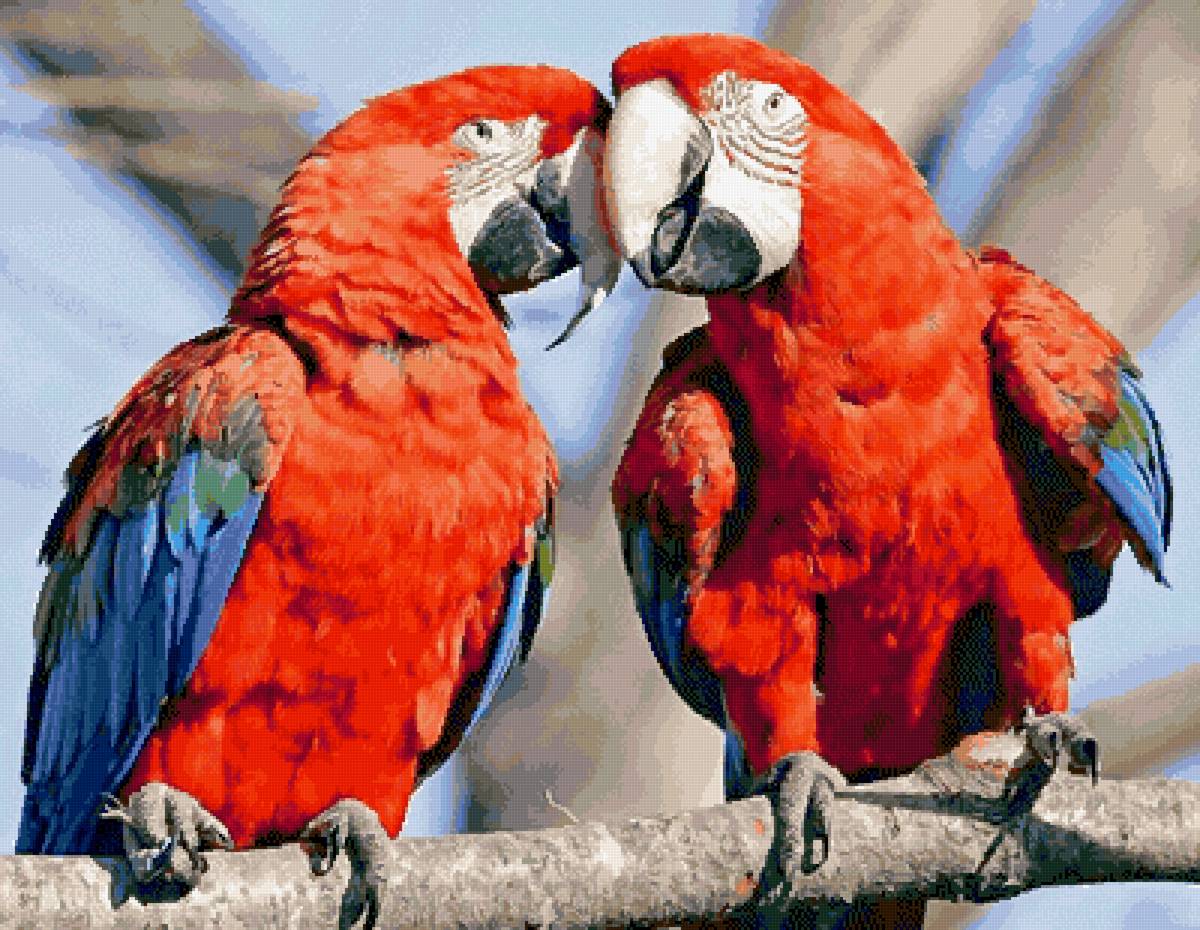 Попугаи - попугаи - предпросмотр