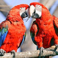 Схема вышивки «Попугаи»