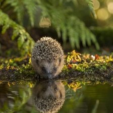 Схема вышивки «Ёжик»