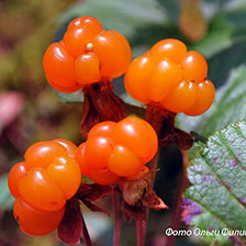 Схема вышивки «морошка»