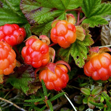 Схема вышивки «морошка»