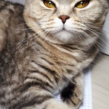 пнк джессика