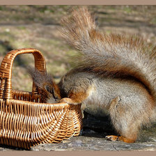 Схема вышивки «Белочка»