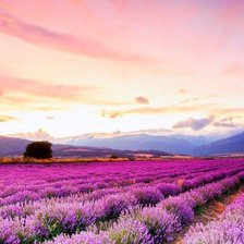 Схема вышивки «Лавандовое поле»