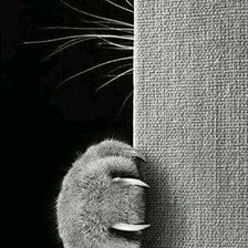 Схема вышивки «лапка»