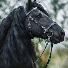 Схема вышивки «лошадь»