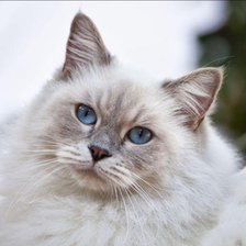 Схема вышивки «Кот голубоглазый»