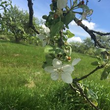 Схема вышивки «Яблоневый цвет»