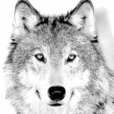 Схема вышивки «Волк»