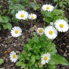 Схема вышивки «№2521041»