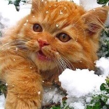 Схема вышивки «№2521163»