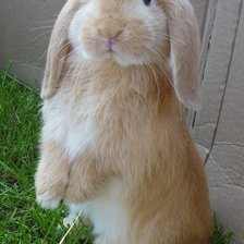 Схема вышивки «№2521182»