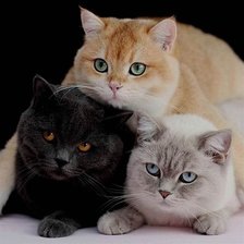 Схема вышивки «№2521188»