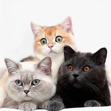 Схема вышивки «№2521189»