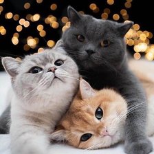 Схема вышивки «№2521192»