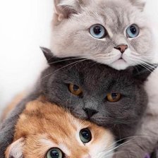 Схема вышивки «№2521194»