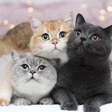 Схема вышивки «№2521195»