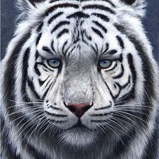 Схема вышивки «Тигр.»