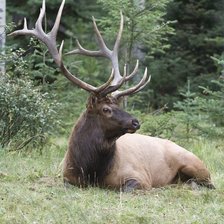 Схема вышивки «№2521304»