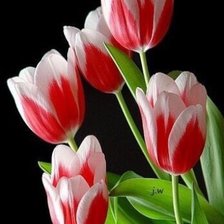 Схема вышивки «№2521468»