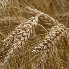 Схема вышивки «№2521499»