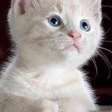 Схема вышивки «№2521508»