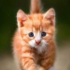 Схема вышивки «№2521526»