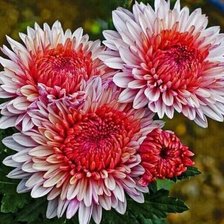 Схема вышивки «№2521533»