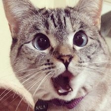 Схема вышивки «№2521548»