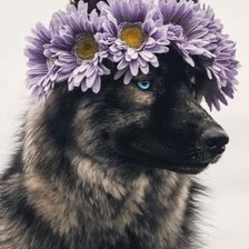 Схема вышивки «№2521773»