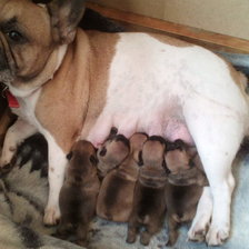 Схема вышивки «№2521786»