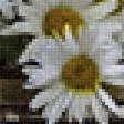 Предпросмотр схемы вышивки «Ромашки» (№2521945)