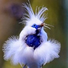 Схема вышивки «Чудо в перьях»