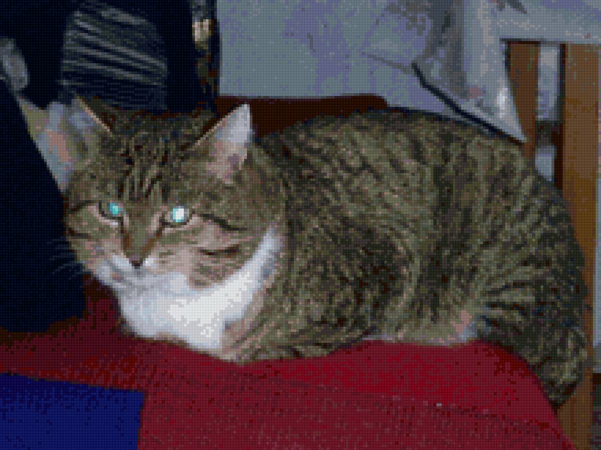 кот - кот - предпросмотр