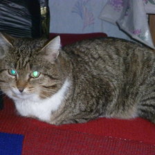 Схема вышивки «кот»