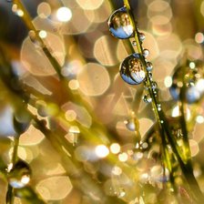 Схема вышивки «Роса»