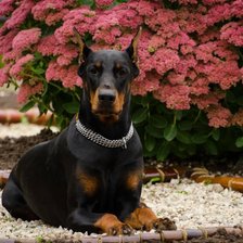 Доберман Ювелира из Зоосферы