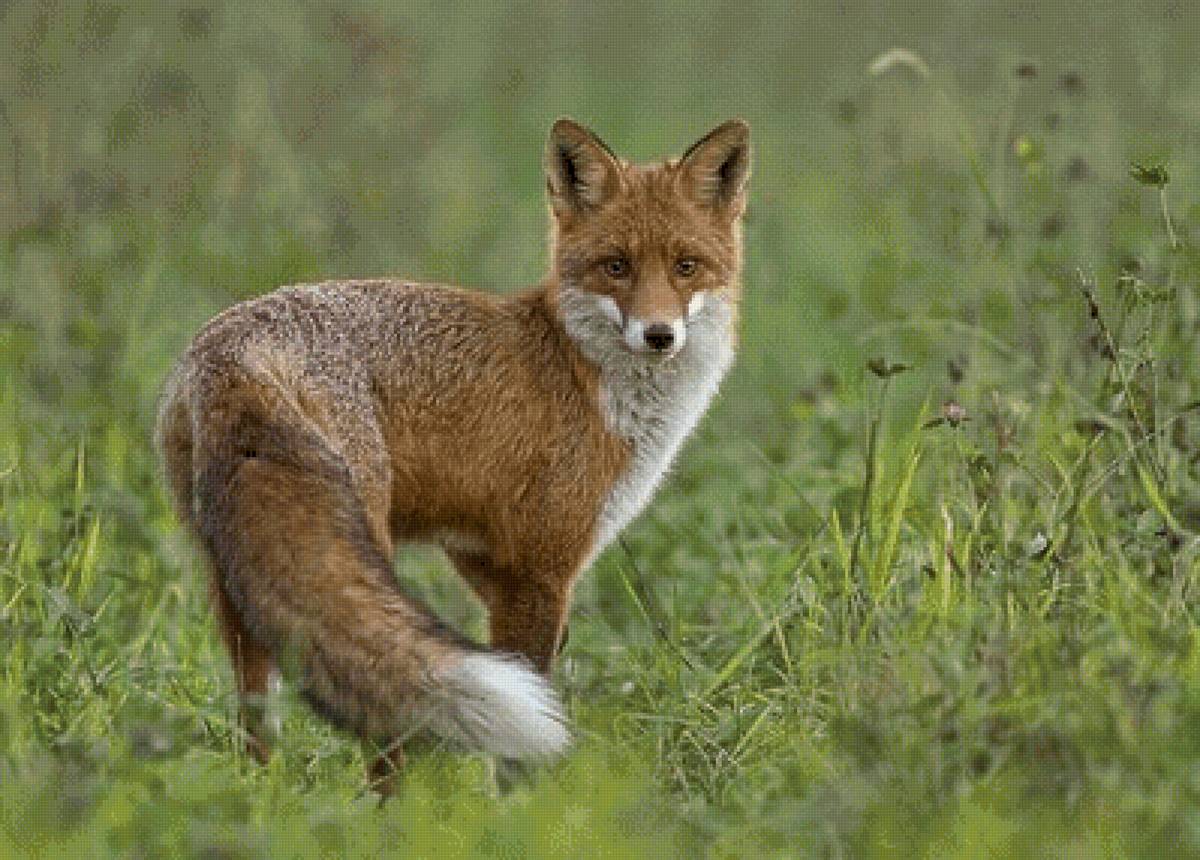 №2525397 - предпросмотр