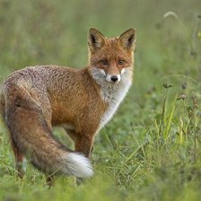 Схема вышивки «№2525397»