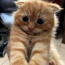 Схема вышивки «Засмущался»