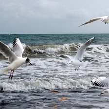 Схема вышивки «Чайки»