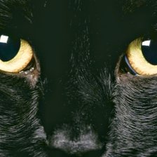 Схема вышивки «Кот»