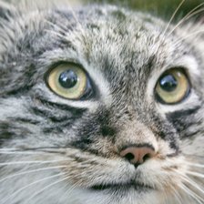 Схема вышивки «Кот»