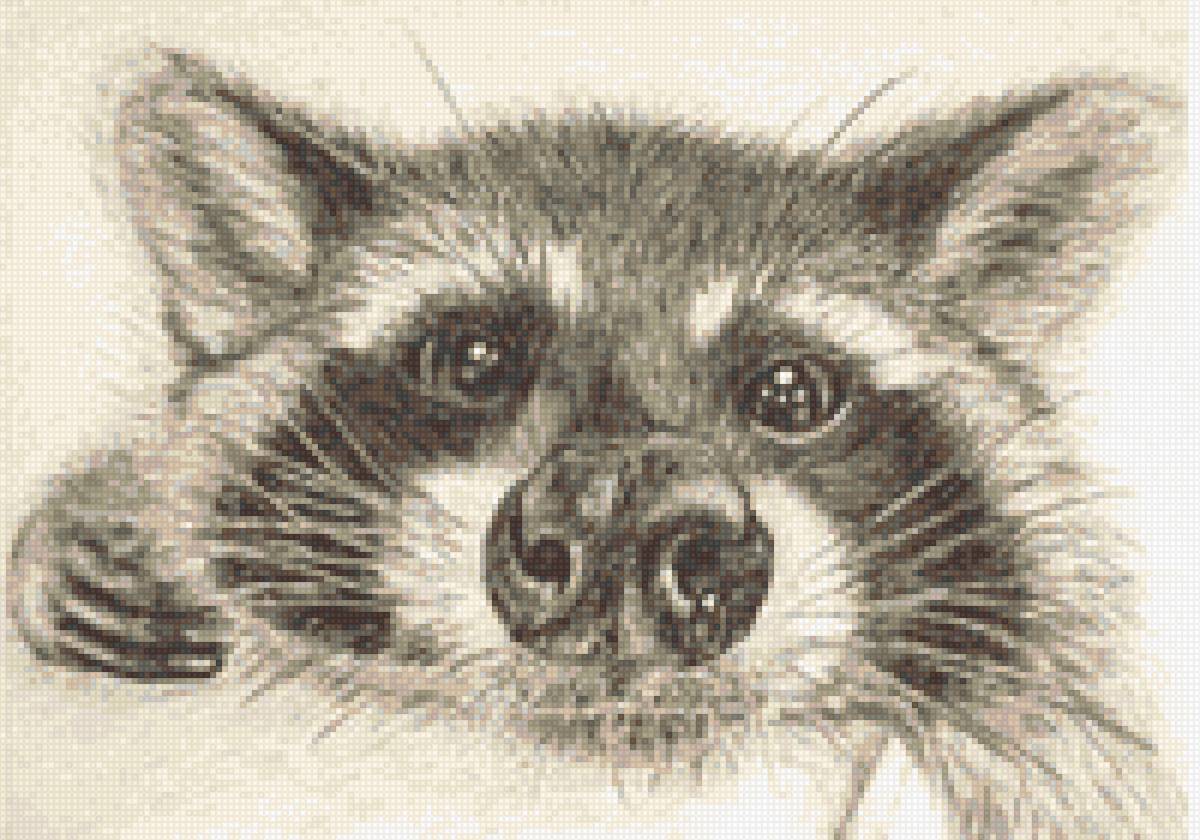 Енот - предпросмотр