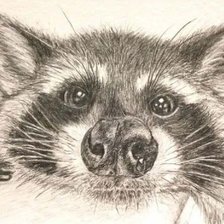 Схема вышивки «Енот»