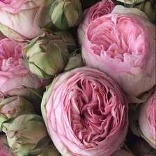 Схема вышивки «Півонія»