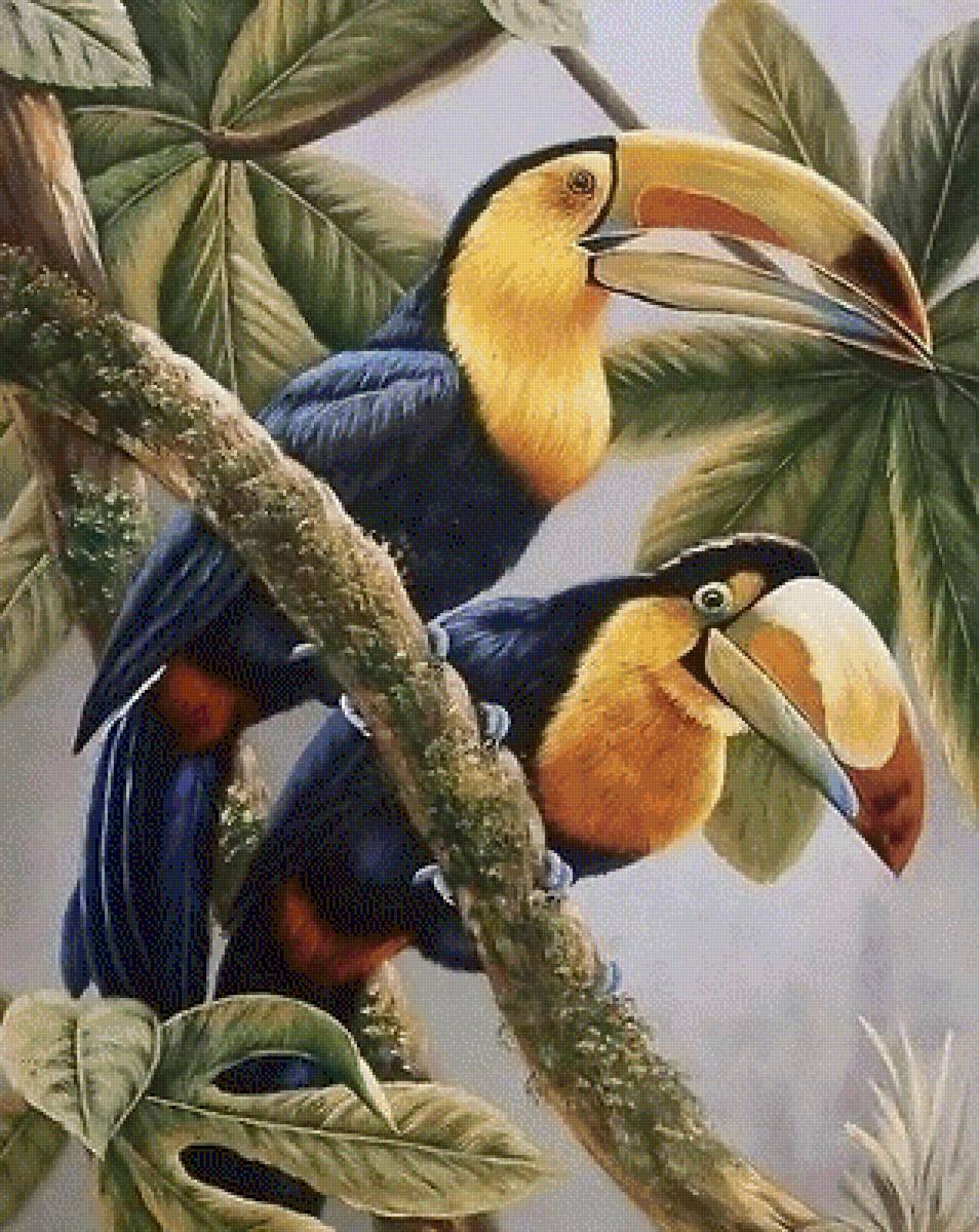 птицы тукан - природа, птицы, тропики - предпросмотр